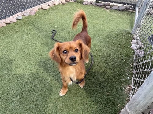 Photo of Pumpkin Spice, adoptable Cavalier King Charles Spaniel in Phoenix, Arizona