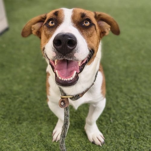 Photo of Hoagie, adoptable Pembroke Welsh Corgi in Phoenix, Arizona