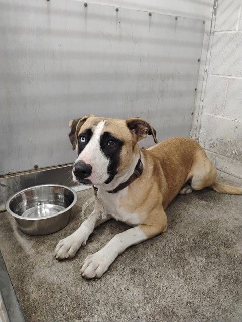 Photo of A597839, adoptable Pit Bull Terrier in San Bernardino, California