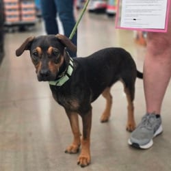Photo of Little Dude SD, adoptable Mixed Breed (Medium) Hound (Unknown Type) in Hartford, Connecticut