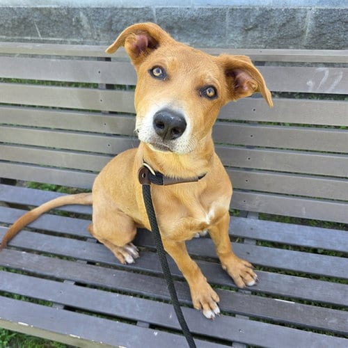 Photo of Caroline, adoptable Carolina Dog in Long Beach, California