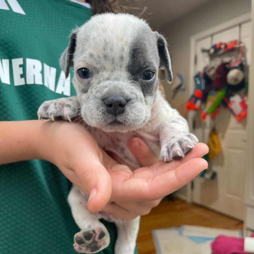 Photo of Bottle Bulldog - Tim, adoptable Bulldog in Fairfax Station, Virginia