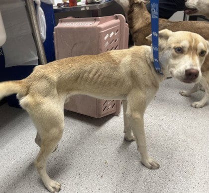 Photo of Blinker, adoptable Unknown breed in Oakland, California