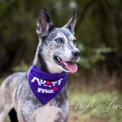 Photo of Iris VI, adoptable Husky Australian Cattle Dog in Hartford, Connecticut