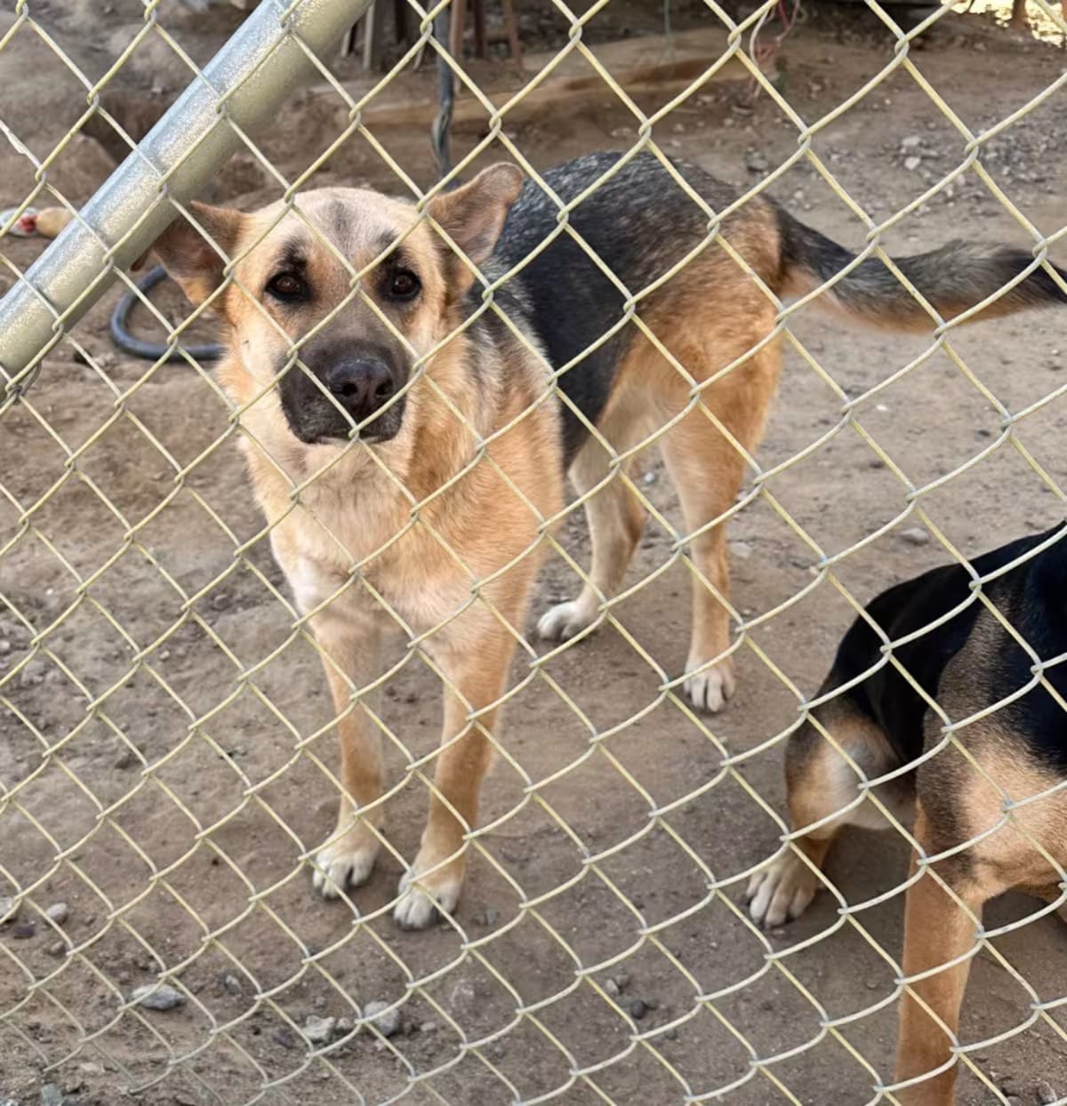 Photo of Ariel, adoptable German Shepherd Dog in Mira Loma, California