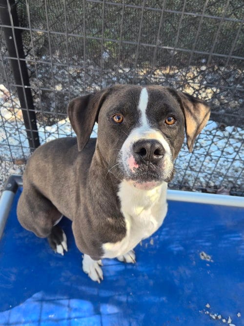 Photo of Cheech, adoptable Labrador Retriever in Bolivar, Missouri