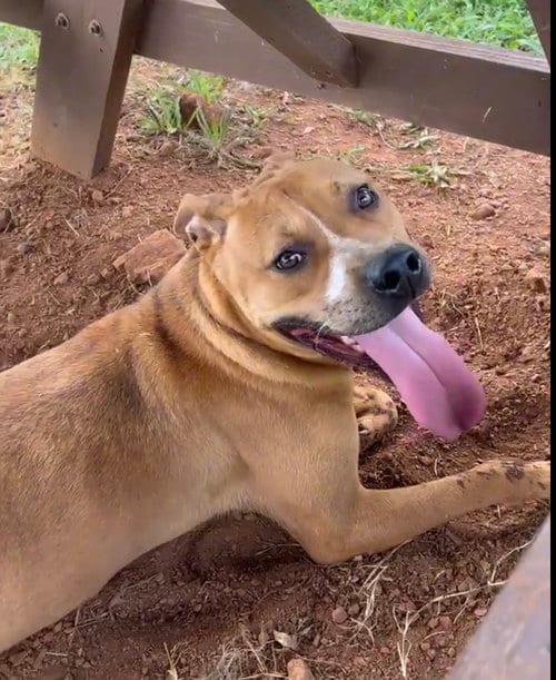 Photo of Nico, adoptable Pit Bull Terrier in Carrollton, Georgia