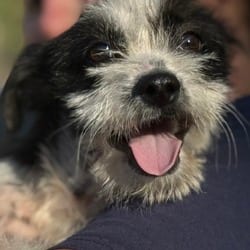 Photo of Louie, adoptable Terrier (Unknown Type, Medium) Chihuahua in Hondo, Texas