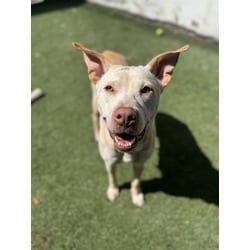 Photo of Linda, adoptable Labrador Retriever in Doral, Florida