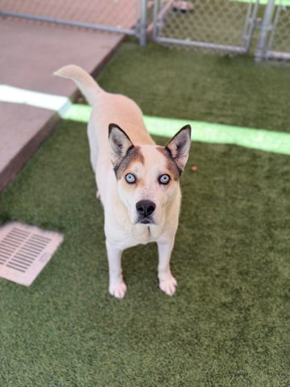 Photo of Gypsy, adoptable Alaskan Husky/American Red Heeler in Farmington, New Mexico