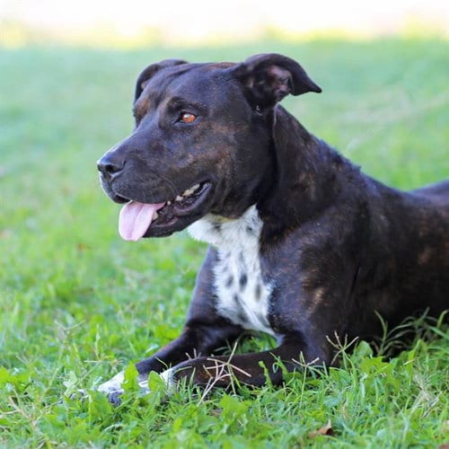 Photo of Little Girl, adoptable American Pit Bull Terrier in Albuquerque, New Mexico