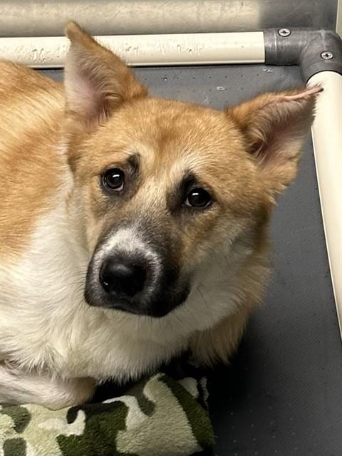 Photo of Mindy, adoptable Akita in Houston, Texas