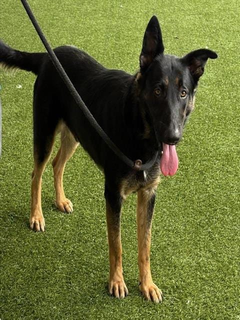 Photo of Kevin, adoptable German Shepherd Dog in Baytown, Texas