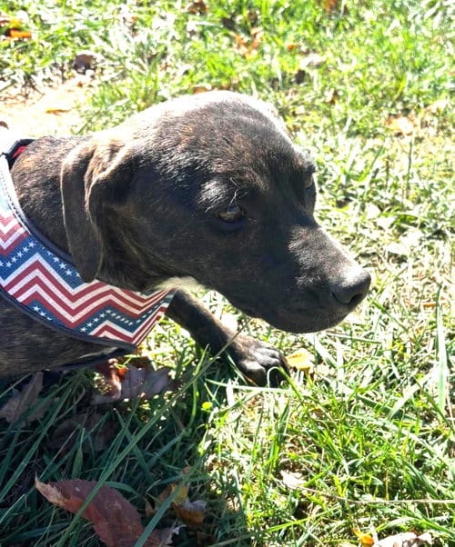 Photo of Dewdrop (4mo, 25lbs), adoptable Hound in Hinton, West Virginia