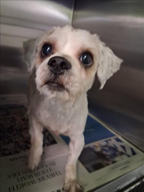 Photo of Betobiei, adoptable Maltese in Los Angeles, California