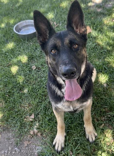 Photo of Sadie, adoptable German Shepherd Dog in Riverside, California