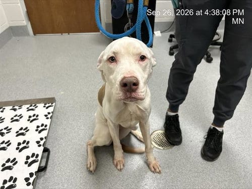 Photo of Peaches, adoptable American Staffordshire Terrier in Ocala, Florida