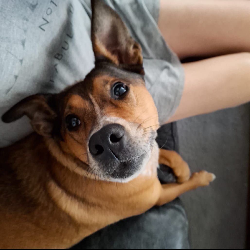 Photo of Vesper, adoptable Mixed Breed (Small) in San Antonio, Texas