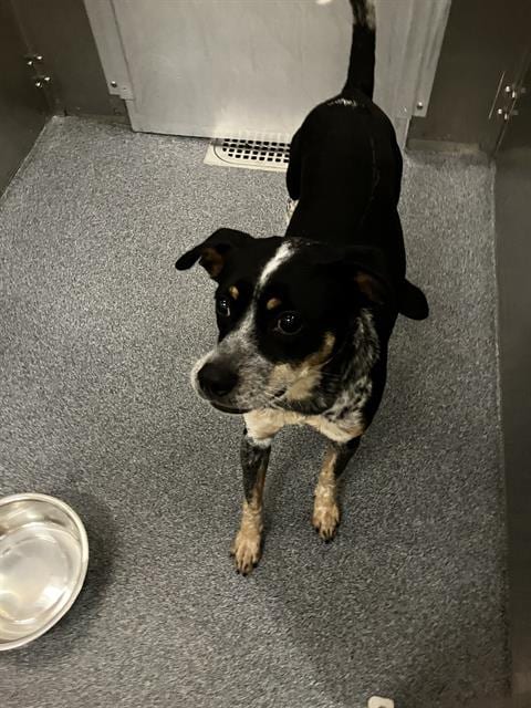 Photo of Cowabunga, adoptable Mixed Breed