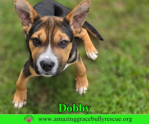 Photo of Dobby, adoptable American Staffordshire Terrier in Milton, Florida
