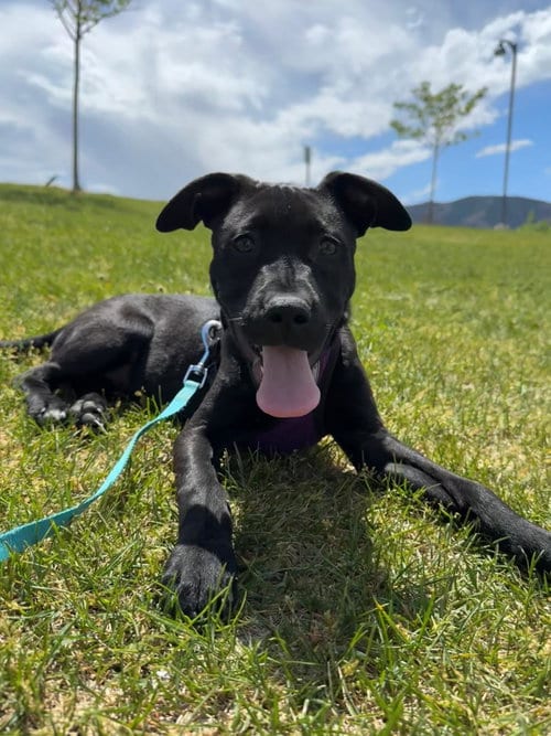 Photo of Blue Arlo, adoptable Pit Bull Terrier in Sandy, Utah