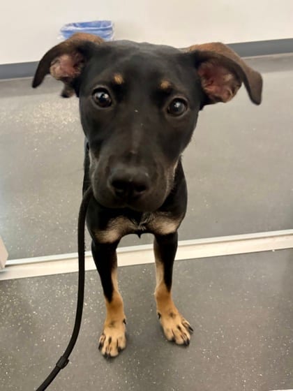 Photo of Kara Zor-El (in Foster), adoptable Mixed Breed in New Orleans, Louisiana