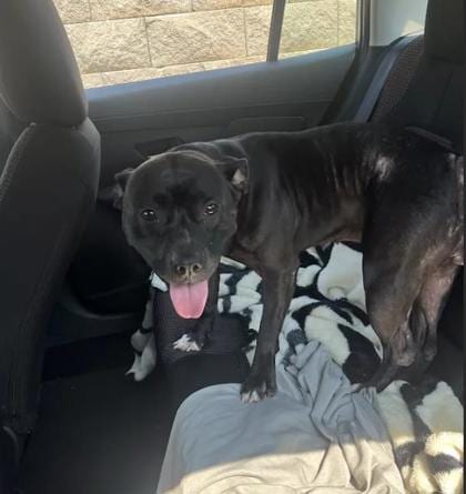 Photo of Ariel, adoptable dog in Atlanta, Georgia