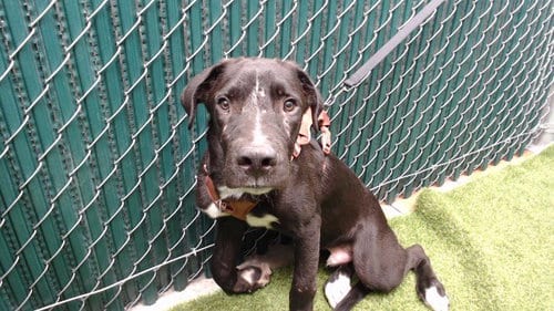 Photo of A5801221, adoptable Pit Bull Terrier in Downey, California