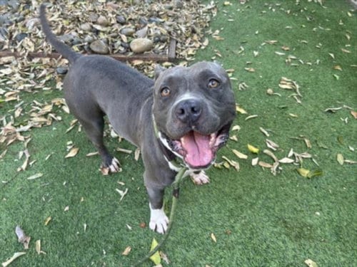 Photo of Nico, adoptable American Staffordshire Terrier in Van Nuys, California