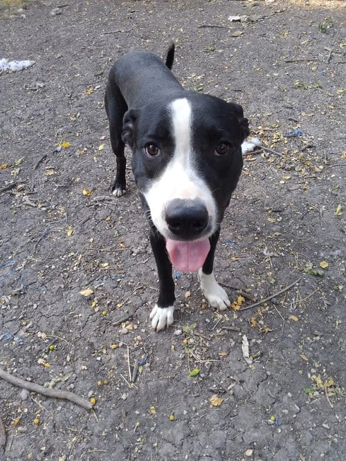Photo of Bo, adoptable Labrador Retriever in San Antonio, Texas