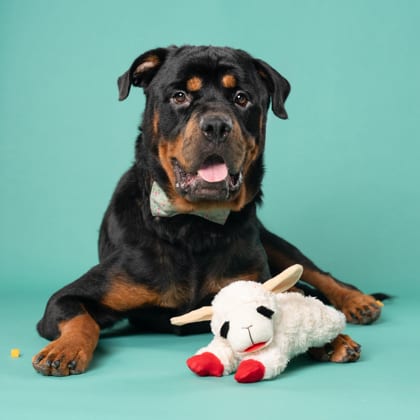 Photo of Brinx, adoptable dog in Atlanta, Georgia