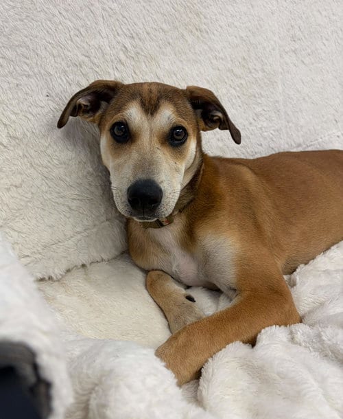 Photo of Riley, adoptable Unknown breed in Cliffwood, New Jersey