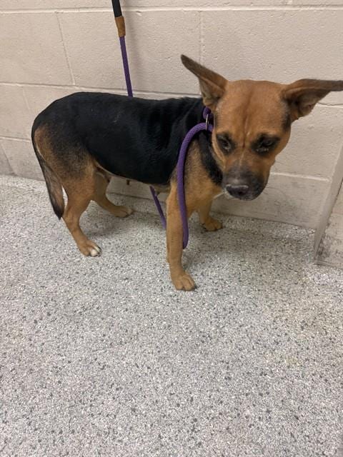Photo of Maybelle, adoptable German Shepherd Dog in Conroe, Texas
