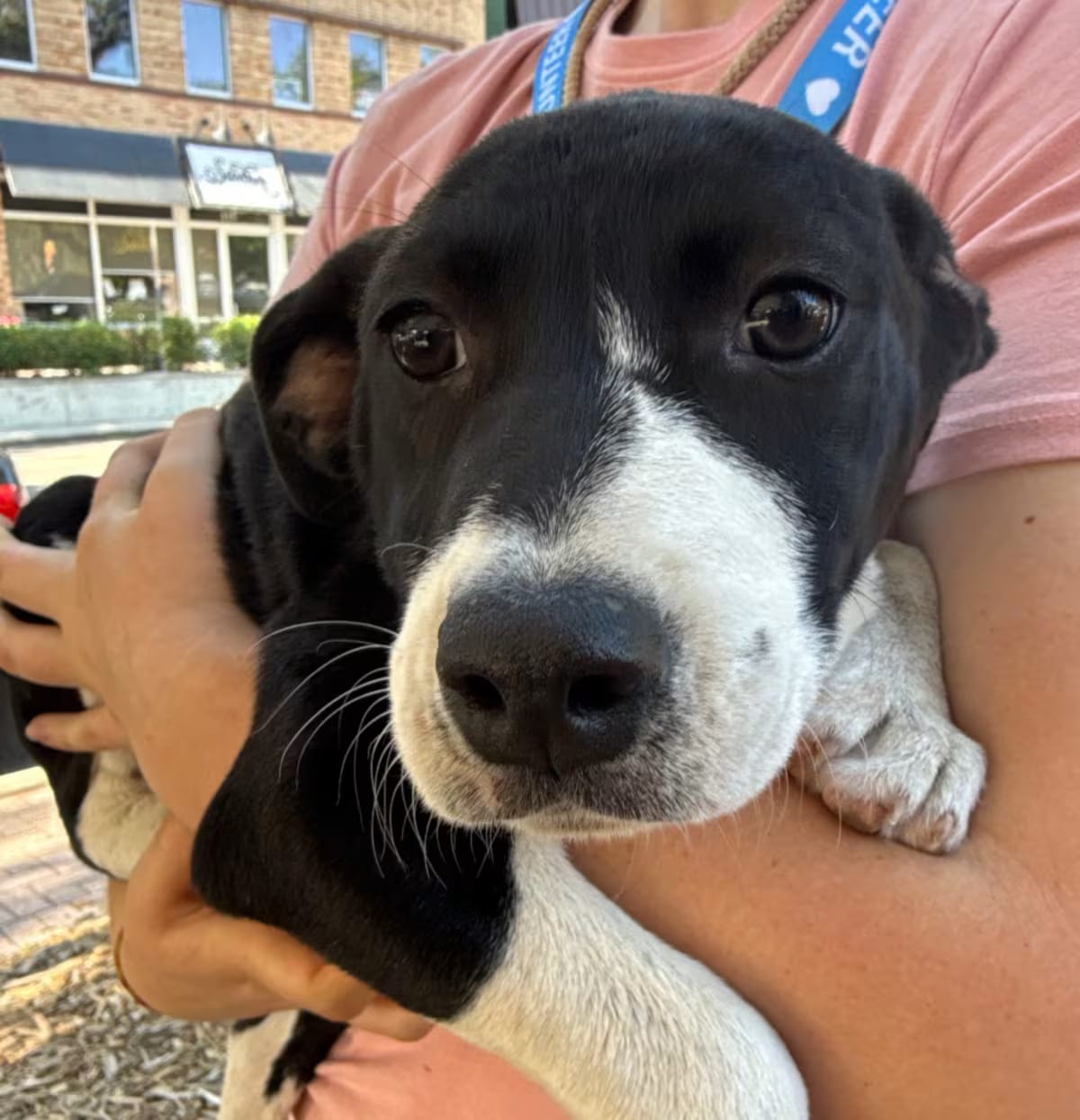 Photo of Tulip, adoptable Mixed Breed (Small)/Pointer in QUINCY, Florida