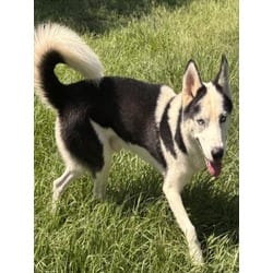 Photo of Bill Furry, adoptable Husky in Texas City, Texas