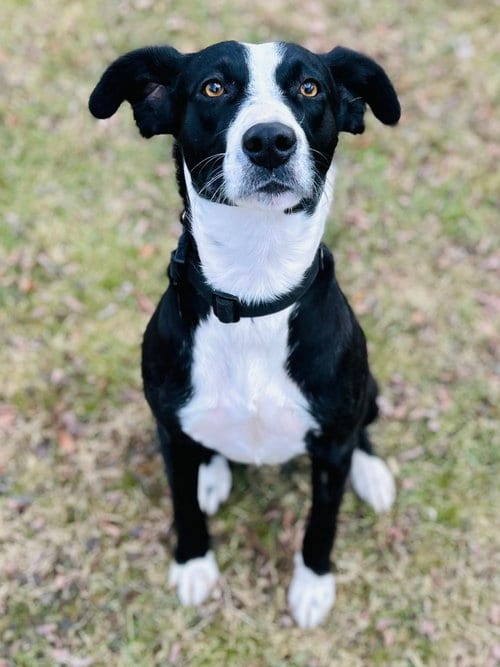 Photo of Addison, adoptable Collie in Elizabethtown, Pennsylvania