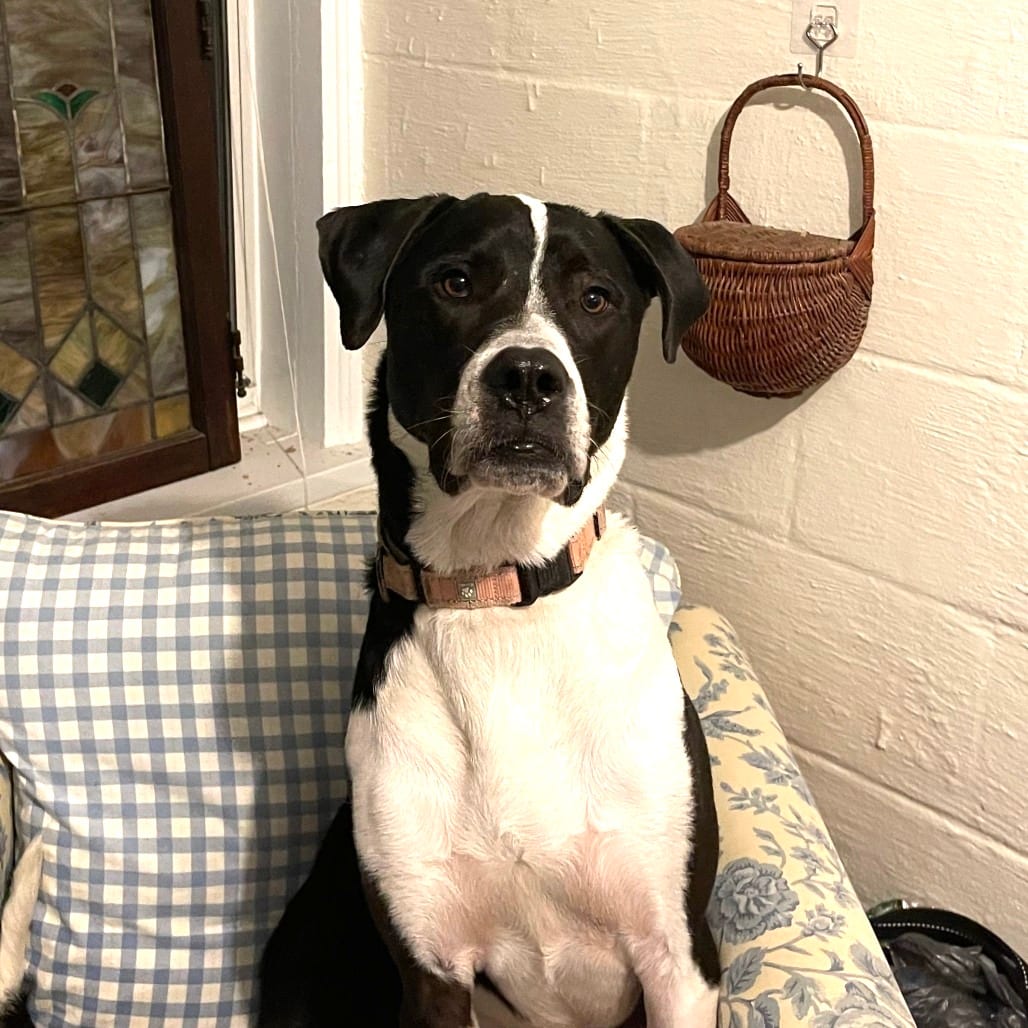 Photo of Moose Mellow FC AD, adoptable Pyrenees, Great / Terrier, Pit Bull in Union, Missouri