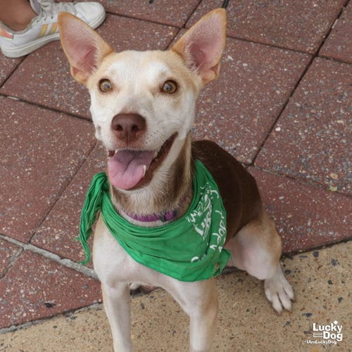 Photo of Nyla, adoptable Labrador Retriever in Washington, District of Columbia