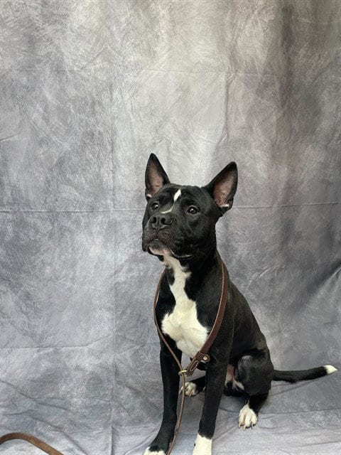 Photo of Django, adoptable Pit Bull Terrier in Ogden, Utah