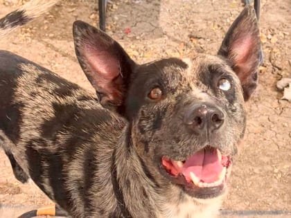 Photo of Dior, adoptable Australian Cattle Dog/Mix in Georgetown, Texas