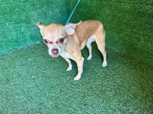 Photo of Chalupa, adoptable Chihuahua in Lancaster, California