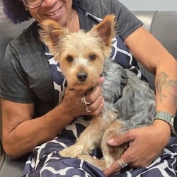 Photo of Maxwell, adoptable Yorkie, Yorkshire Terrier in Overland Park, Kansas