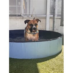 Photo of Prime, adoptable Terrier (Unknown Type, Medium) in Doral, Florida