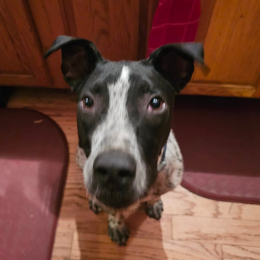 Photo of Rolly, adoptable Hound in Mount Vernon, Arkansas