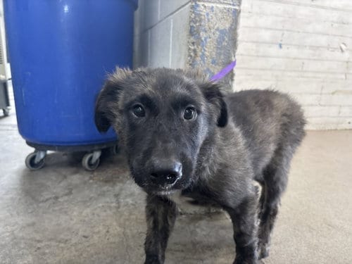 Photo of Marcus, adoptable German Shepherd Dog in San Bernardino, California