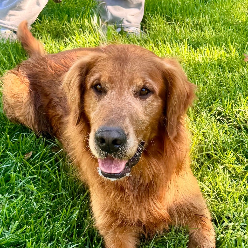 Photo of Adam Sandler - Chino Hills Location, adoptable Retriever, Golden