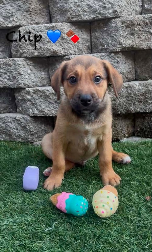 Photo of Chip, adoptable Border Collie in Turlock, California