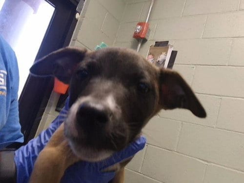 Photo of Ember, adoptable Pit Bull Terrier in Tulsa, Oklahoma