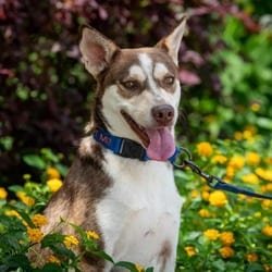Photo of Mullen JuM, adoptable Husky Mixed Breed (Medium) in Hartford, Connecticut