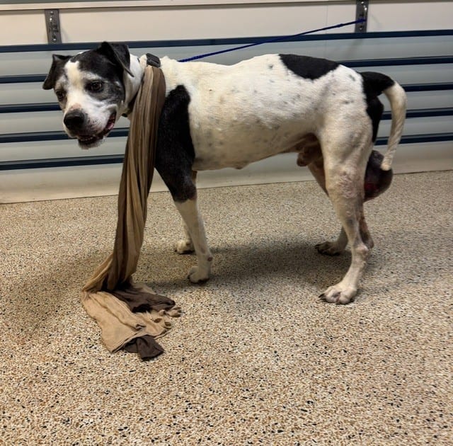 Photo of Bubba, adoptable Terrier mix in Miami, Florida
